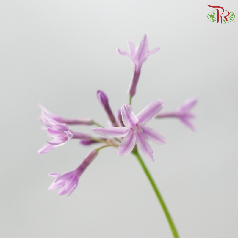 Silene Pendula (Per Bunch)