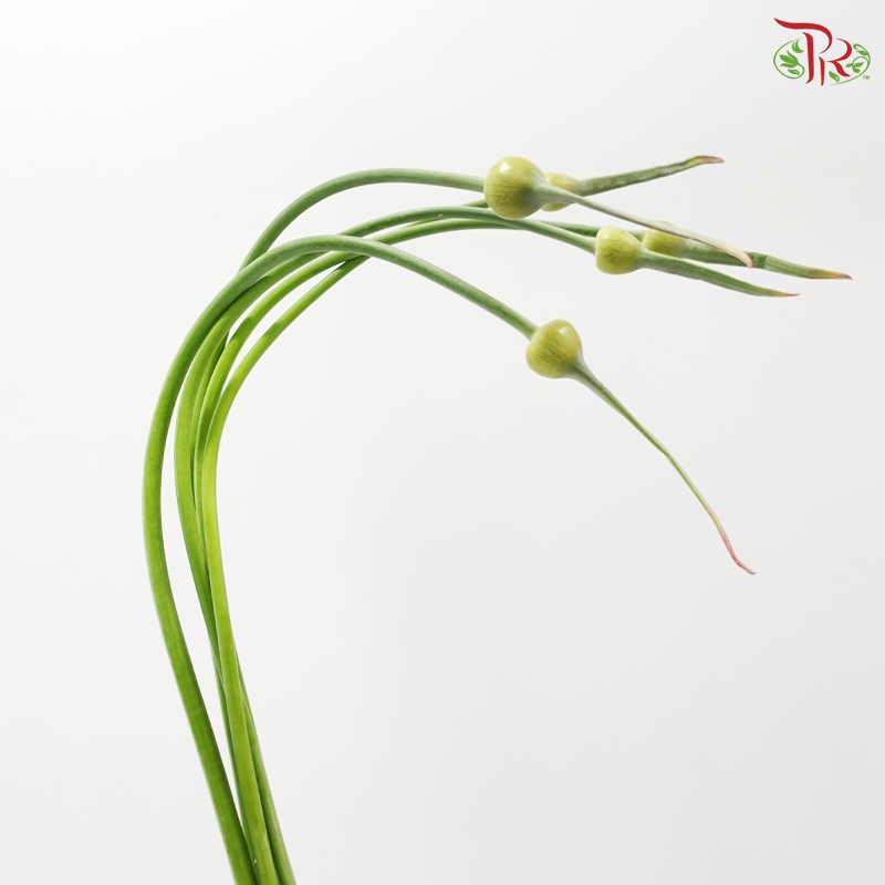 Allium Cepa Judith (5 Stems)