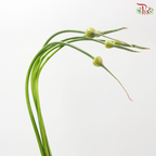 Allium Cepa Judith (5 Stems)