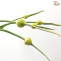Allium Cepa Judith (5 Stems)