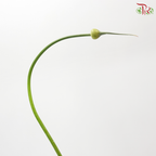 Allium Cepa Judith (5 Stems)