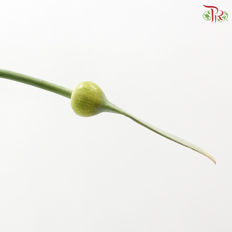 Allium Cepa Judith (5 Stems)