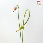Allium Curly Garlic (2 Stems)