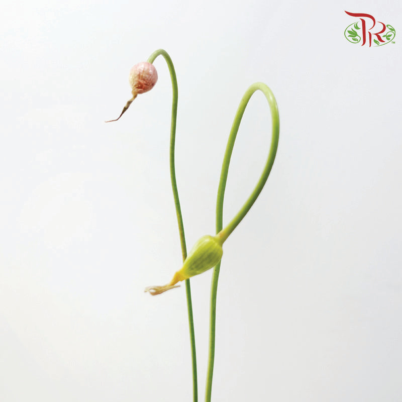 Allium Curly Garlic (2 Stems)