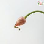 Allium Curly Garlic (2 Stems)
