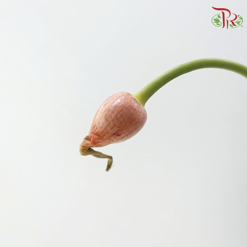 Allium Curly Garlic (2 Stems)