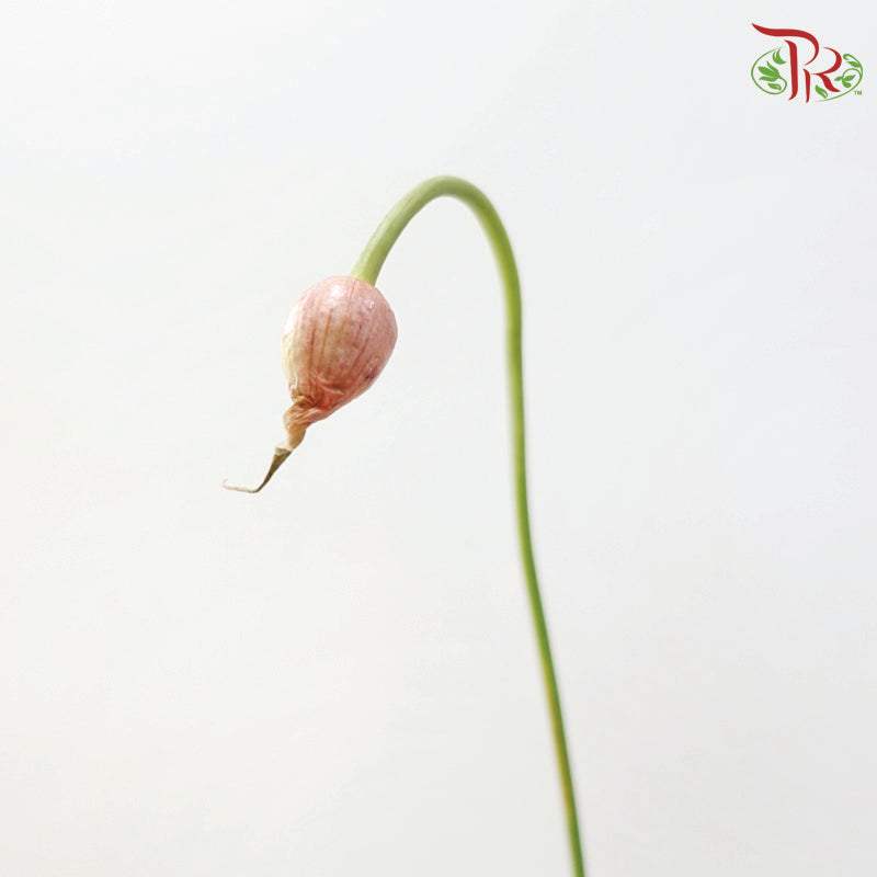 Allium Curly Garlic (2 Stems)