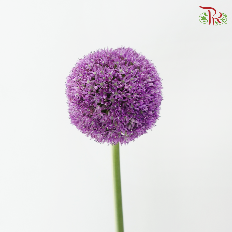 Allium Giganteum / Ambassador - (2 Stems)