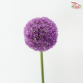 Allium Giganteum / Ambassador - (2 Stems)