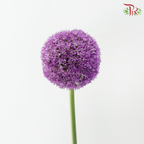Allium Giganteum / Ambassador - (2 Stems)