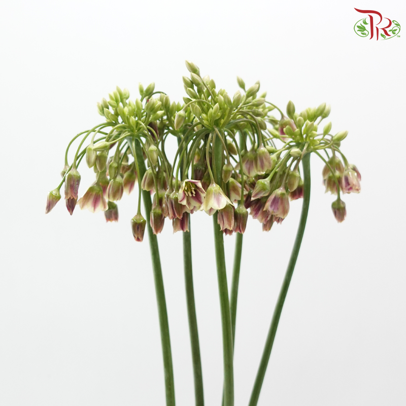 Allium Lily (5 Stems)