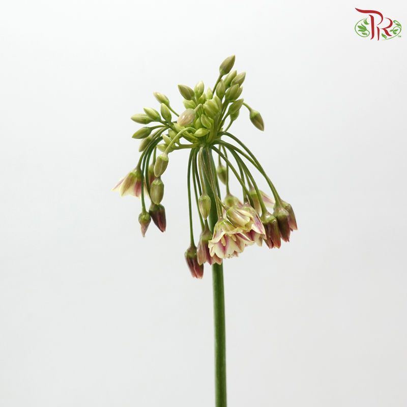 Allium Lily (5 Stems)