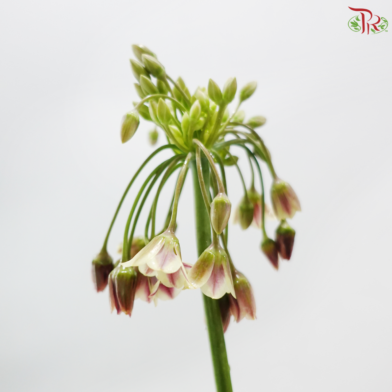 Allium Lily (5 Stems)