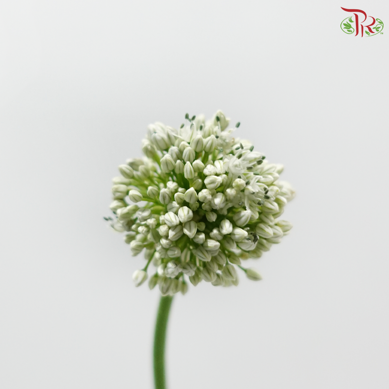 Allium White (Per Bunch)