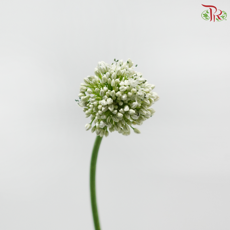 Allium White (Per Bunch)