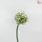 Allium White (Per Bunch)