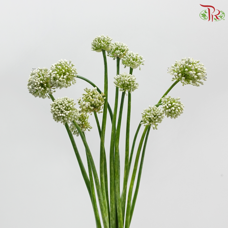Allium White (Per Bunch)