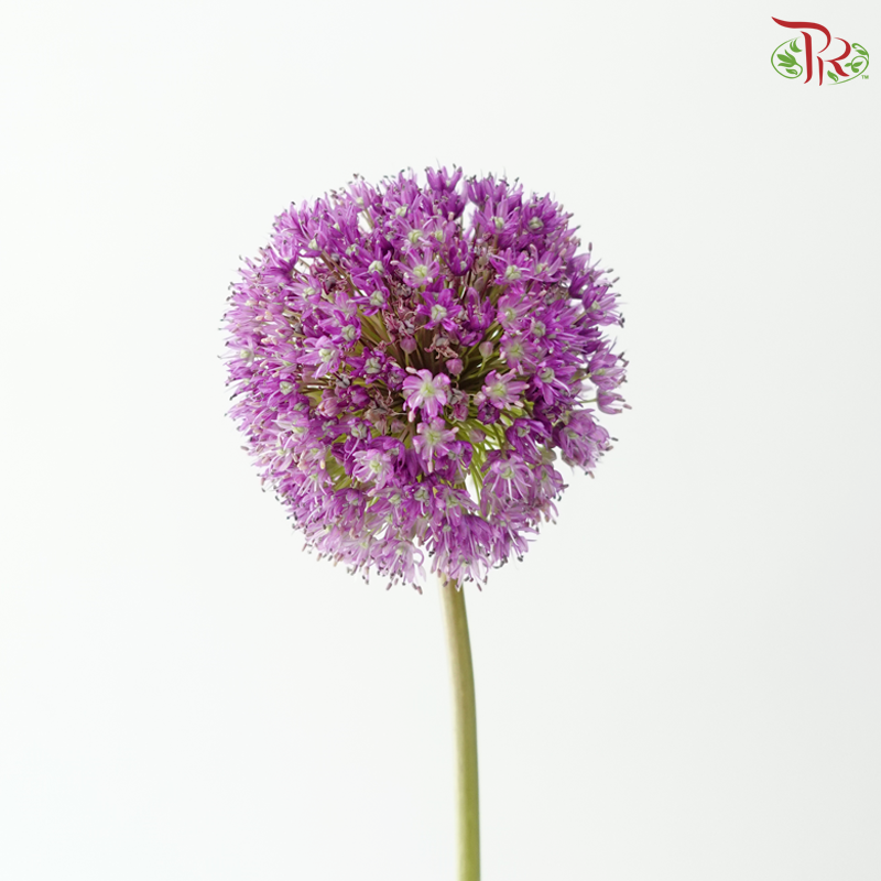 Allium Giganteum / Ambassador - (2 Stems)