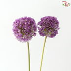 Allium Giganteum / Ambassador - (2 Stems)