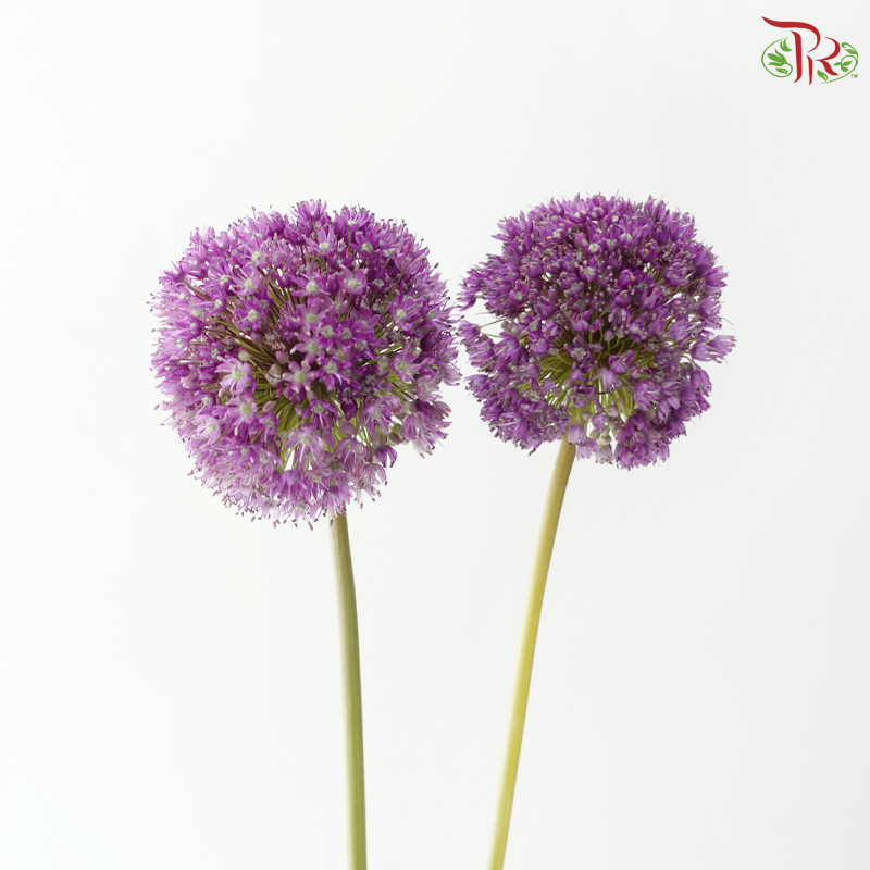 Allium Giganteum / Ambassador - (2 Stems)