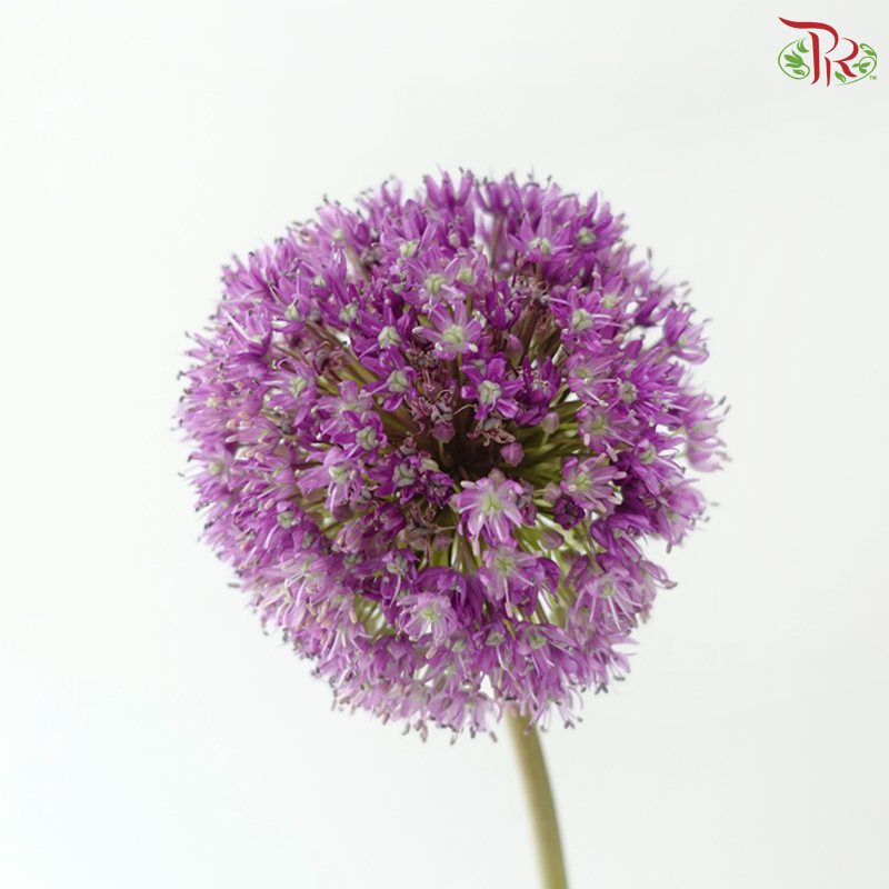 Allium Giganteum / Ambassador - (2 Stems)