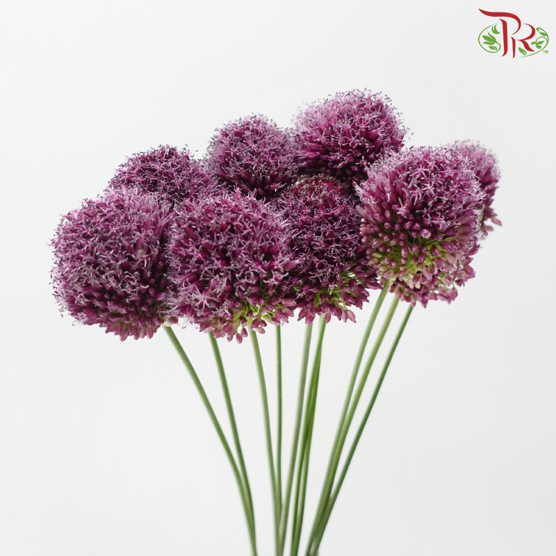 Allium Bullet - Purple (5 Stems)