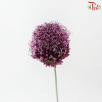 Allium Bullet - Purple (5 Stems)
