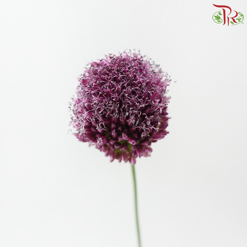 Allium Bullet - Purple (5 Stems)