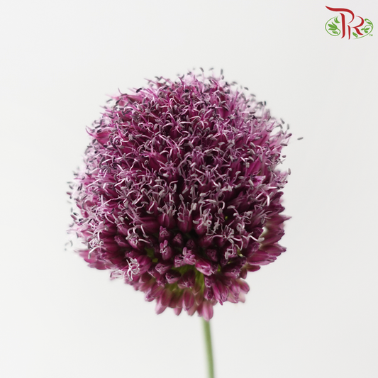Allium Bullet - Purple (5 Stems)