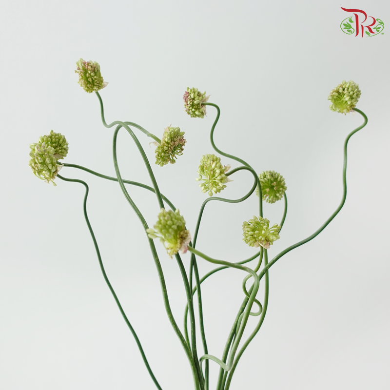Allium Dancing / Curved - (Per Bunch)