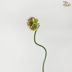 Allium Dancing / Curved - (Per Bunch)