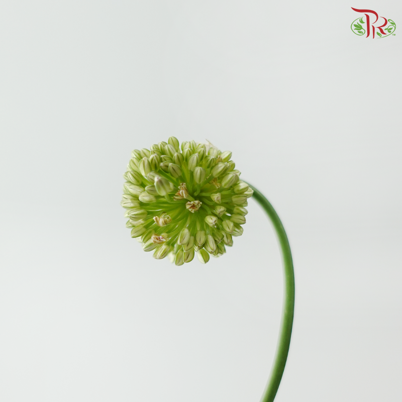 Allium Dancing / Curved - (Per Bunch)