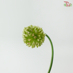 Allium Dancing / Curved - (Per Bunch)