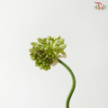 Allium Dancing / Curved - (Per Bunch)