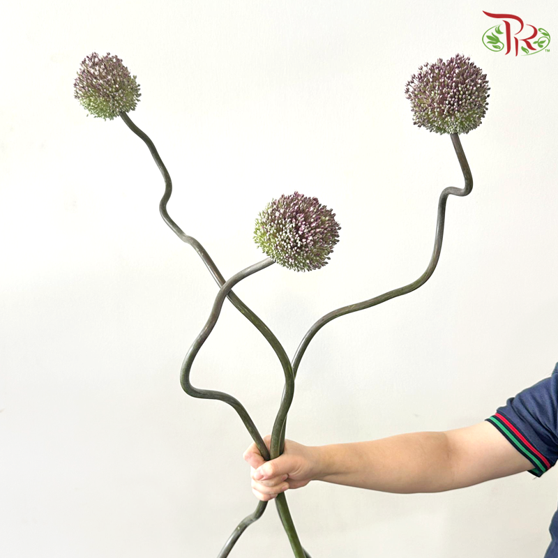 Allium Summer Flash (135cm - 140cm) - Per Stem