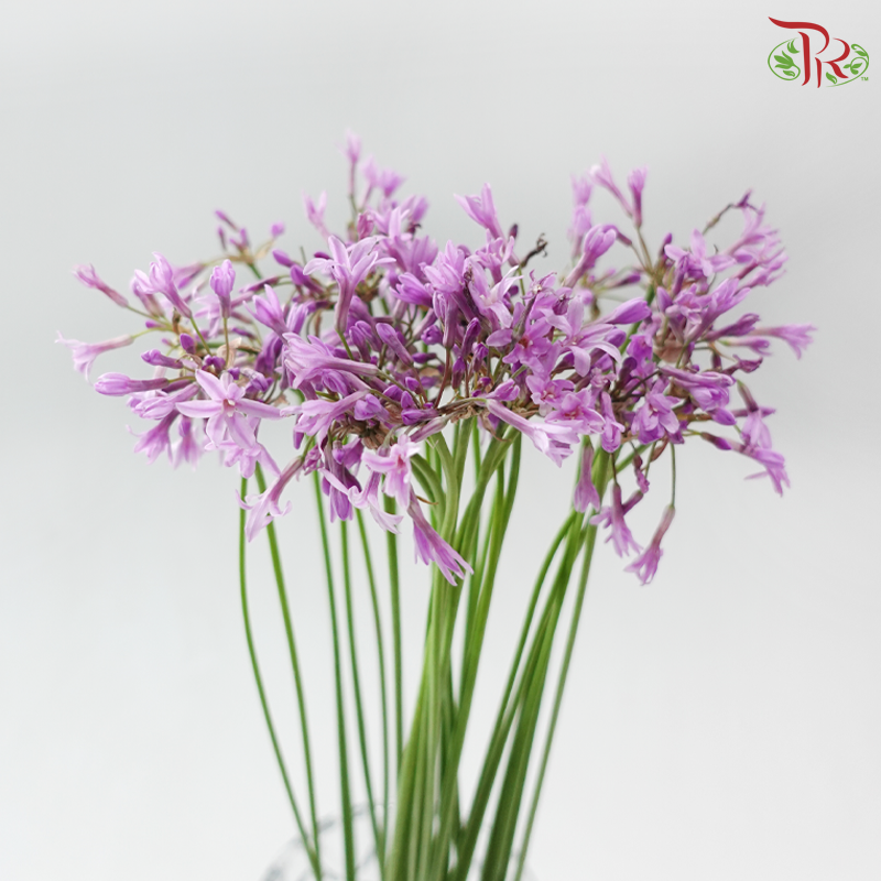 Silene Pendula (Per Bunch)