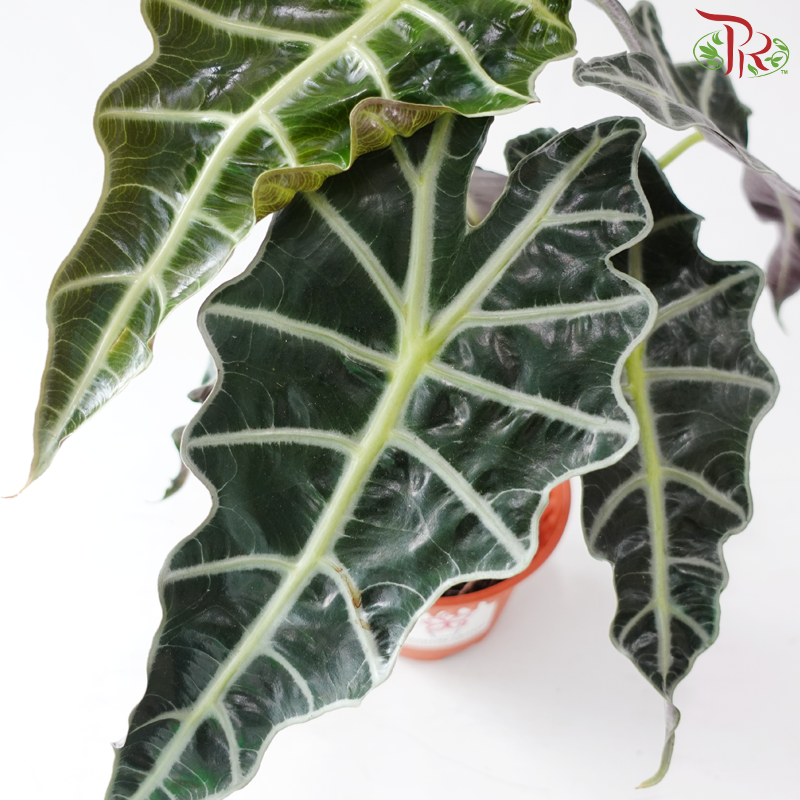 Alocasia Amazonica P120《亚马逊海芋》