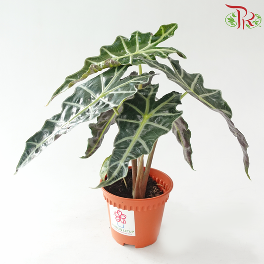Alocasia Amazonica P120《亚马逊海芋》