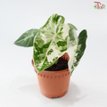 Alocasia Frydek Variegated P120《绿天鹅锦》