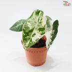 Alocasia Frydek Variegated P120《绿天鹅锦》