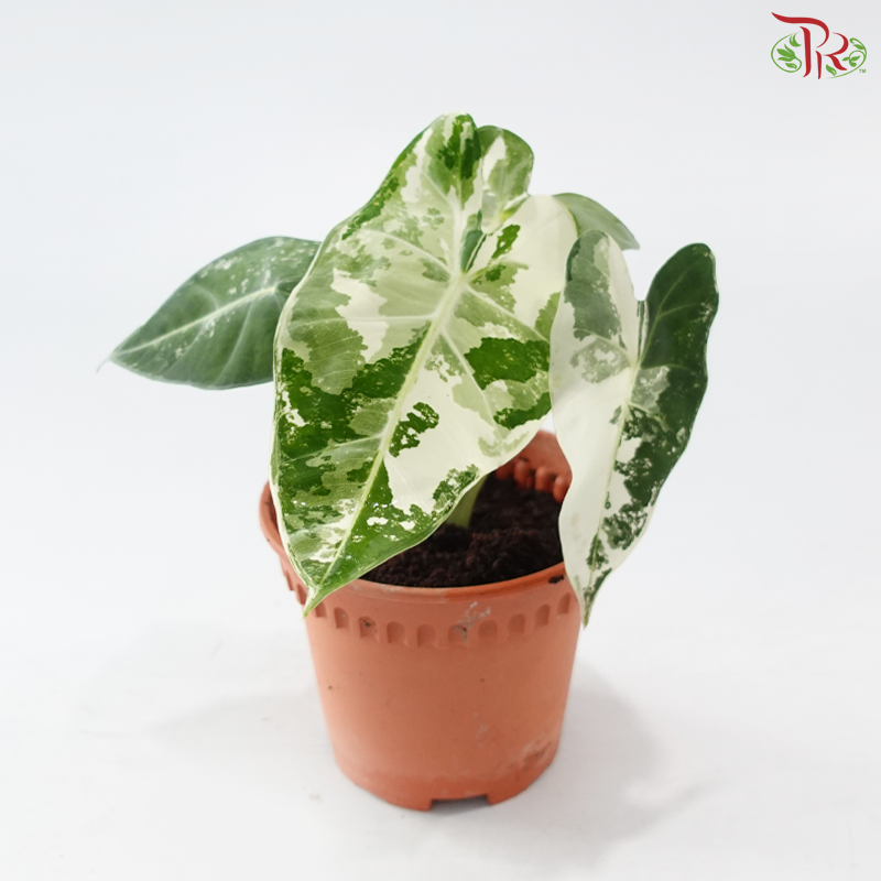 Alocasia Frydek Variegated P120《绿天鹅锦》