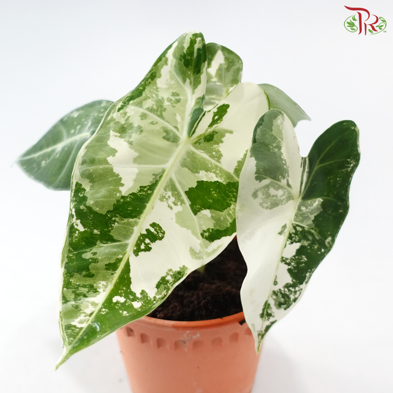 Alocasia Frydek Variegated P120《绿天鹅锦》
