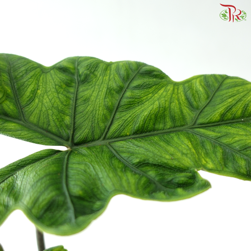 Alocasia Jacklyn P120《杰克琳海芋》
