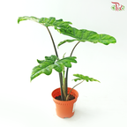 Alocasia Jacklyn P120《杰克琳海芋》