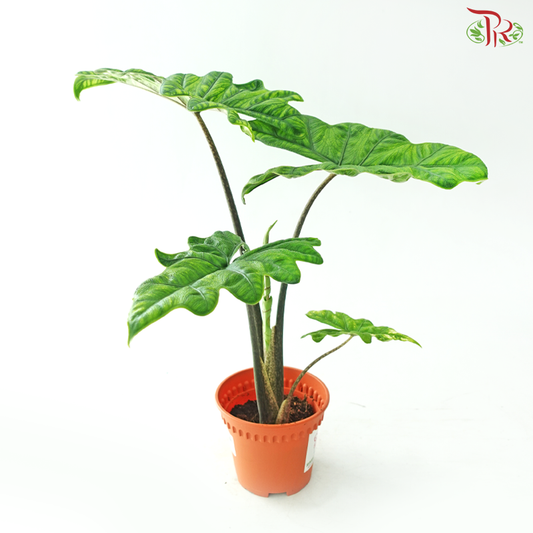 Alocasia Jacklyn P120《杰克琳海芋》