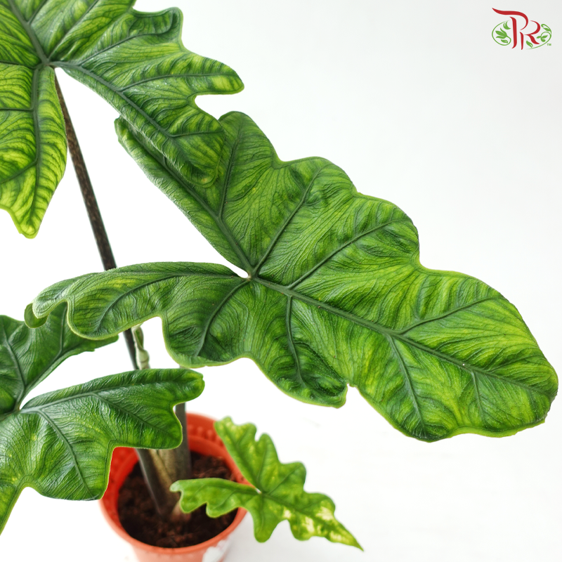 Alocasia Jacklyn P120《杰克琳海芋》