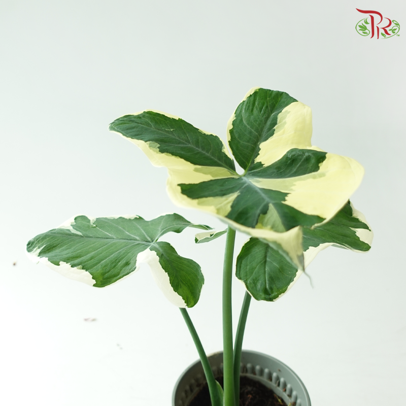 Alocasia Mickey Mouse Variegated P120《米奇花叶芋》
