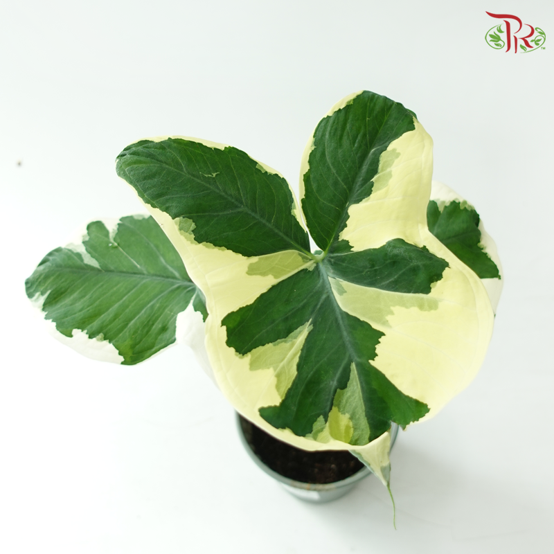 Alocasia Mickey Mouse Variegated P120《米奇花叶芋》