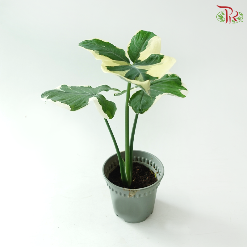 Alocasia Mickey Mouse Variegated P120《米奇花叶芋》