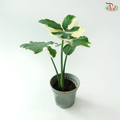 Alocasia Mickey Mouse Variegated P120《米奇花叶芋》